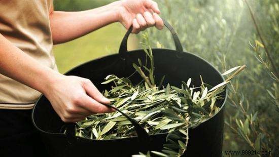 Olive Leaf, the Miracle Antibiotic Nobody Knows About. 