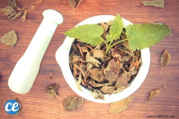15 Benefits and Uses of Lemon Balm, a MAGIC Medicinal Plant. 