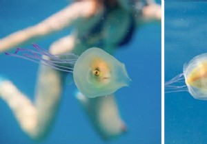 Unusual:A Prisoner Fish Inside a Jellyfish Has Been Caught on Photo! 
