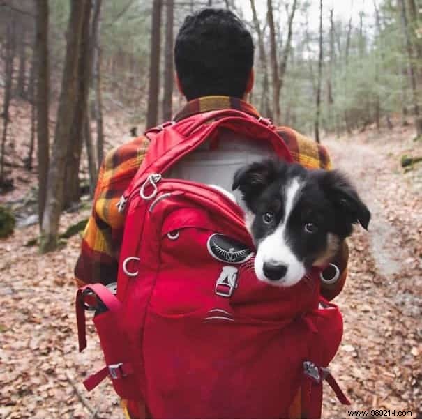 Camping With Your Dog Is An Incredible Experience! The Proof in 20 Photos. 