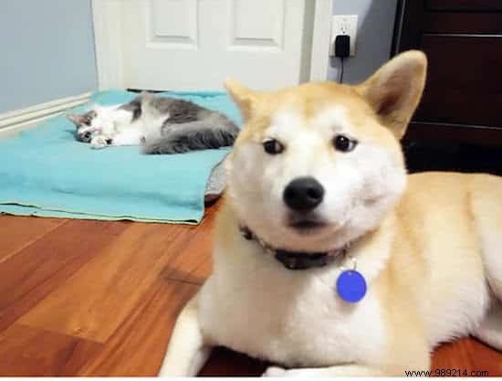When the Cat Starts Squatting in the Dog s Basket... 