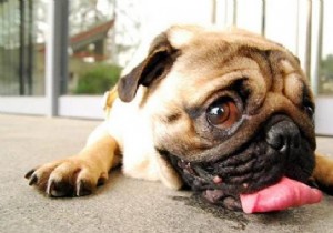 7 Essential Tips You Should Know To Protect Your Dog From The Heat. 