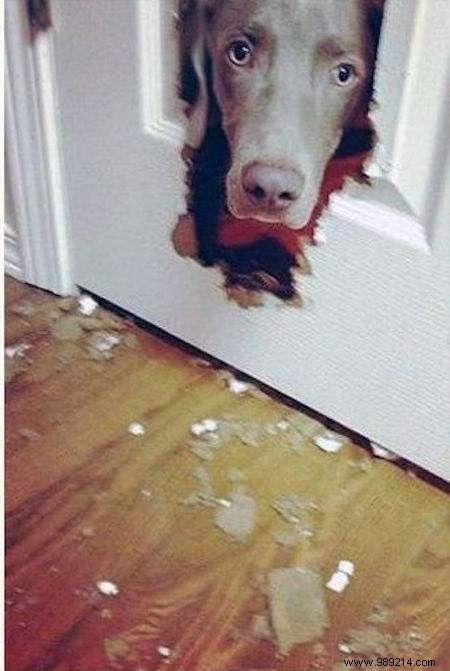 Dogs Can Be Real Scoundrels! The Proof in 20 Photos. 