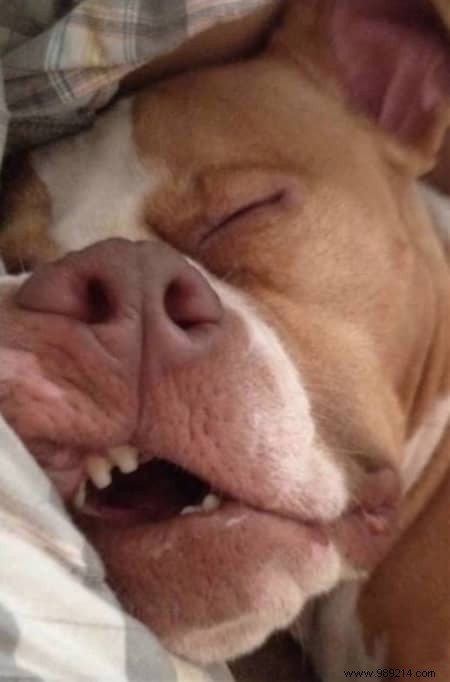 22 Dogs Who Really Had a Tough Day. 