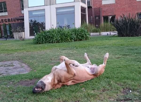 Shocking:A Stray Dog Waits 6 Months for an Air Hostess in Front of Her Hotel. 