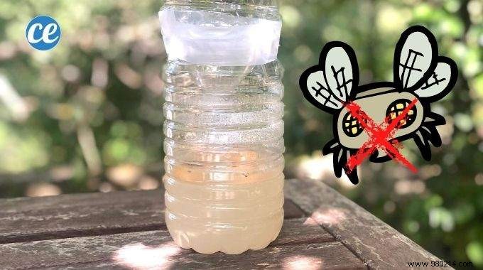 How to Make an Effective Fly Trap With a Plastic Bottle. 