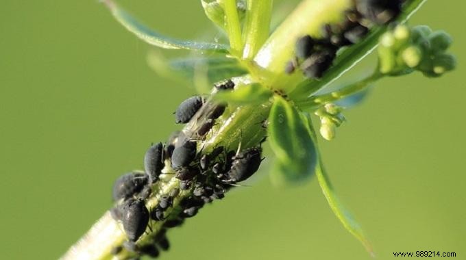 Finally A Natural and Effective Anti-Aphid. 