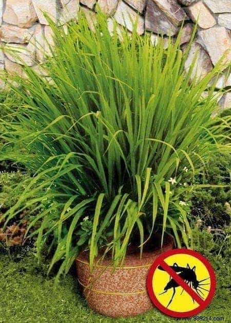 25 Super Easy and Inexpensive Ideas for Your Garden. 