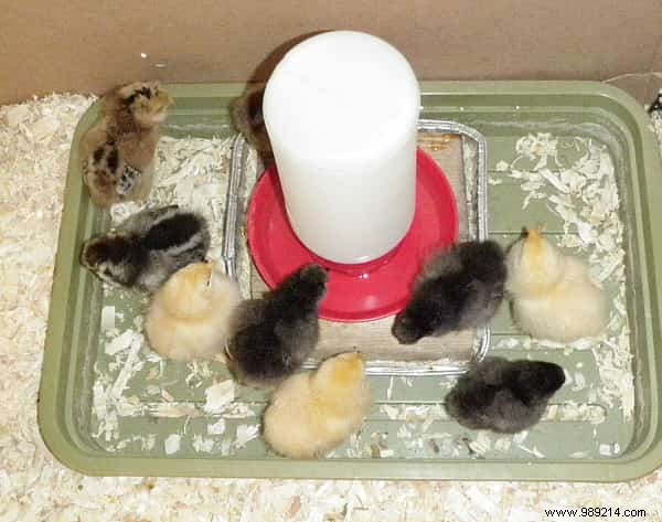 9 Amazing Uses for Vinegar in the Chicken Coop. 
