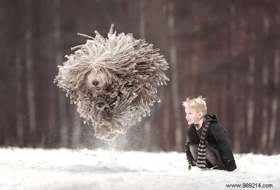 This HUGE Dog Playing With A Child Should Amaze You :-) 