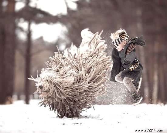 This HUGE Dog Playing With A Child Should Amaze You :-) 