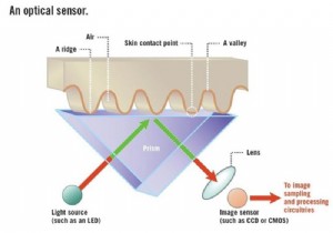 How do fingerprint scanners work? 