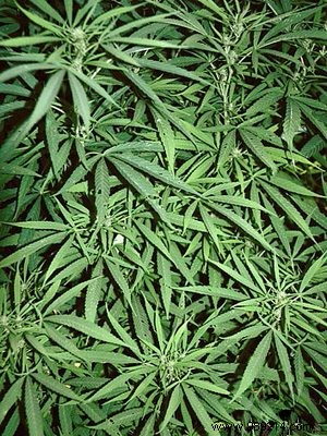 Use of medical cannabis is increasing 