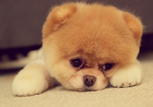 8 cute Pomeranian puppies 