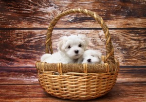 Eye Candy:10 x Cute Puppies 