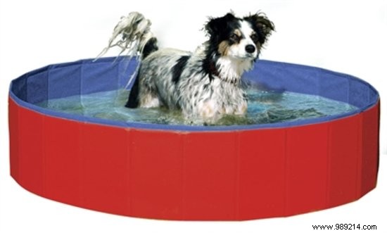 6 useful things for your dog during the hot days 