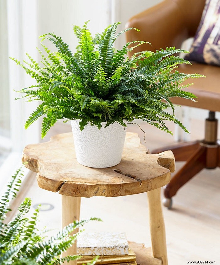 Tips for choosing houseplants 