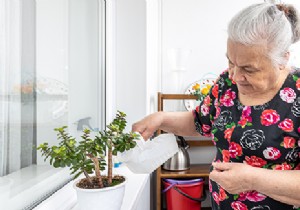 8 tips for taking care of indoor plants in winter 