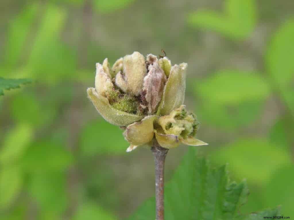 Hazelnut mite 