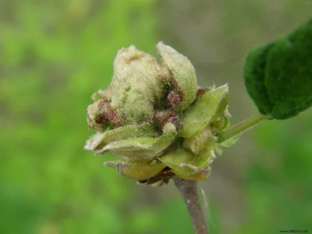 Hazelnut mite 