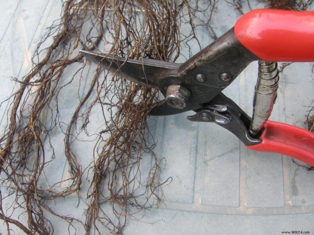 Pralinage of bare roots 