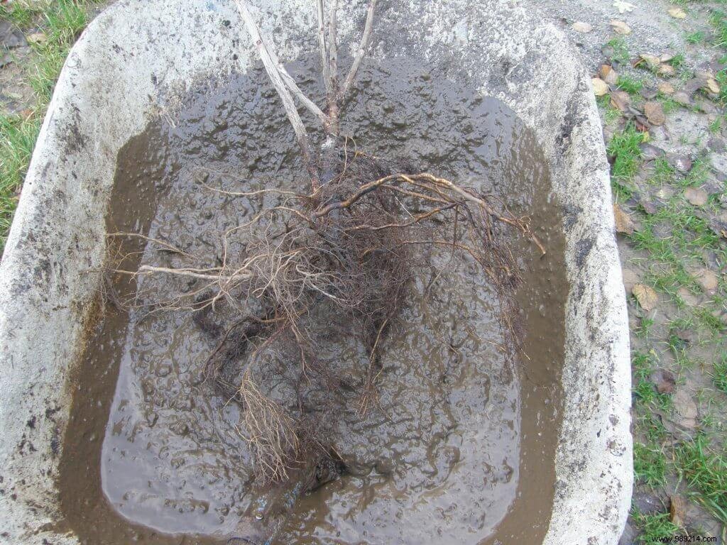 Pralinage of bare roots 