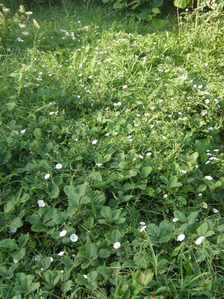 Pesticides… how to do without them? (6/10) 