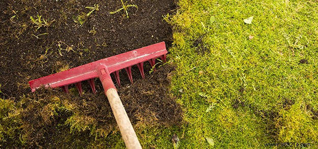 Proper lawn maintenance in 4 steps 
