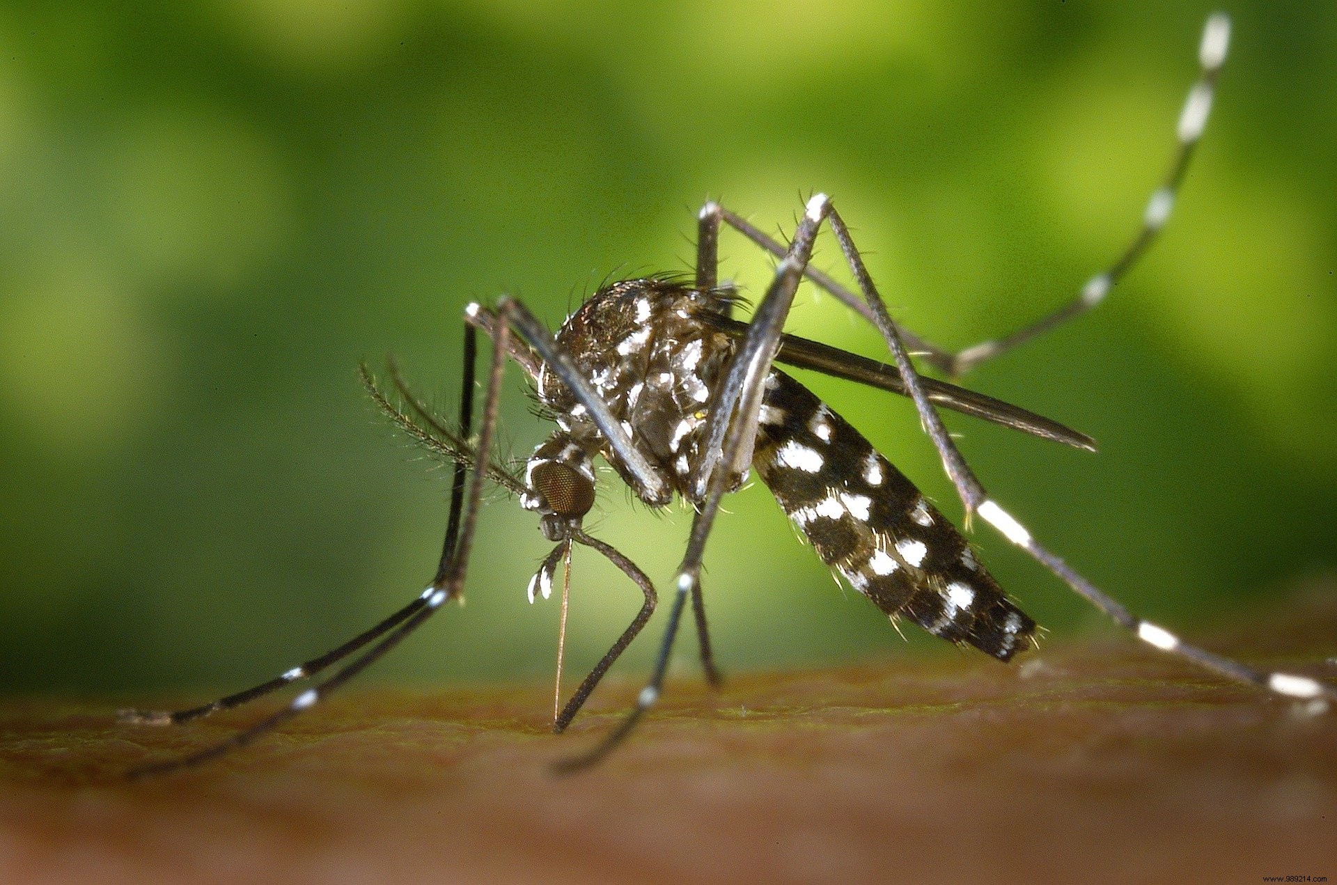 Map of the tiger mosquito:more than half of France in red vigilance 