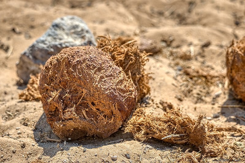 Covid-19:in Namibia, we warn against treatment with elephant dung! 
