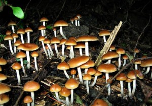 What if hallucinogenic mushrooms made us more sensitive to music? 