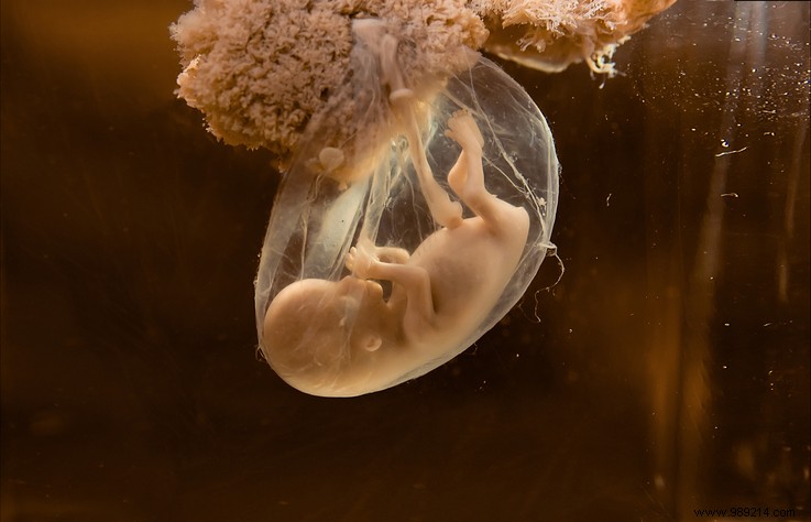When an AI takes care of embryos in an artificial uterus 