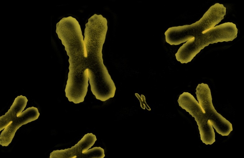 One in 500 men may carry an extra chromosome 